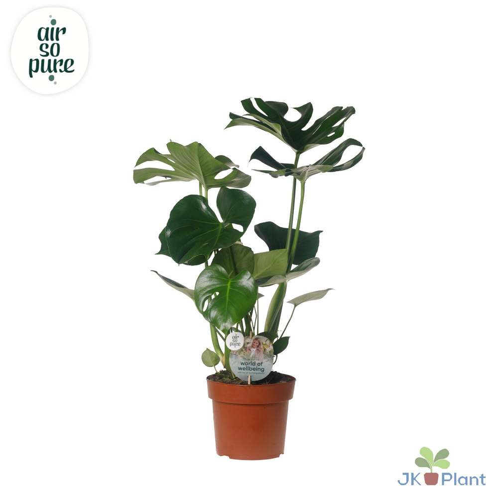 Monstera Deliciosa "Disc Etiket Air So Pure" -> le.