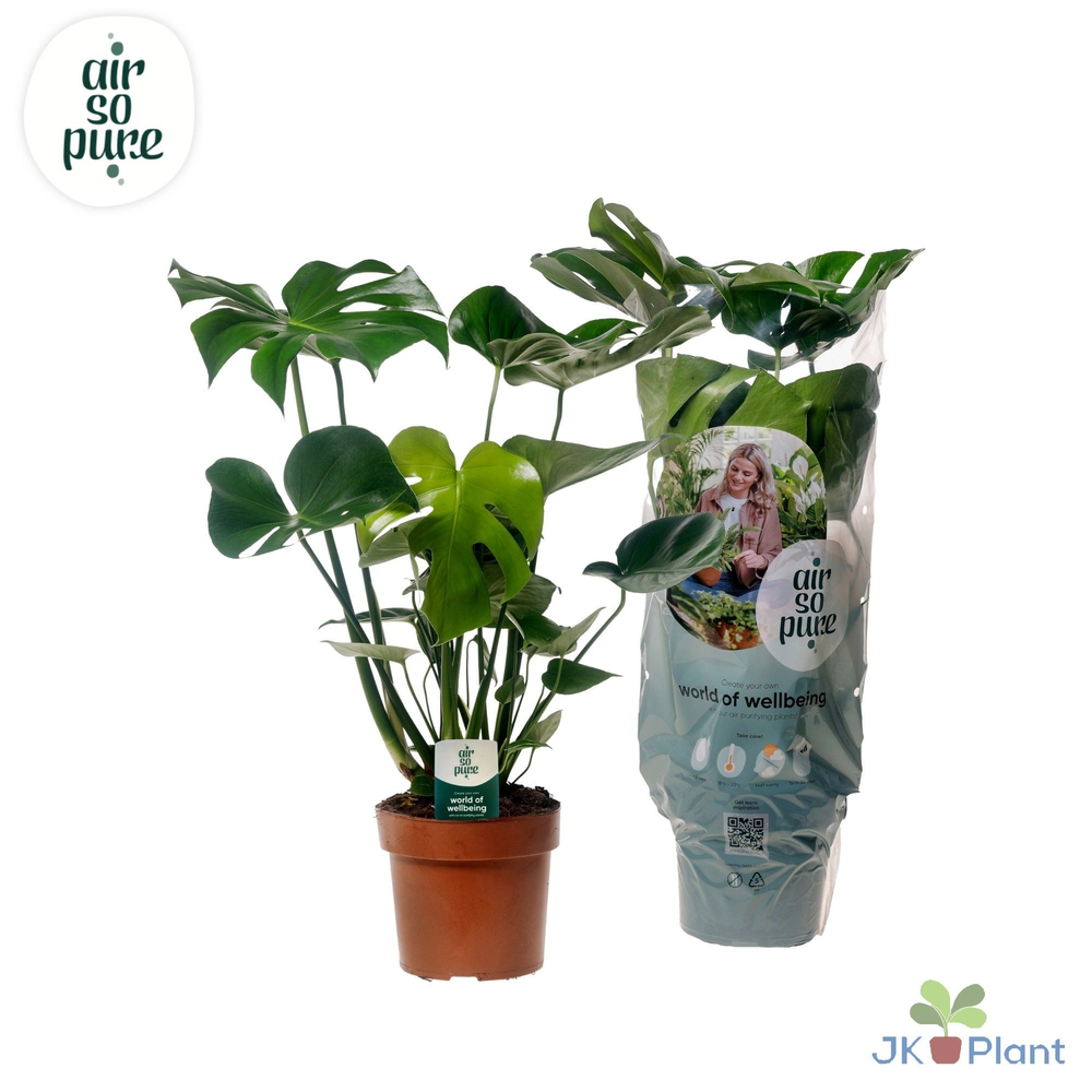 Monstera Deliciosa "Air So Pure".