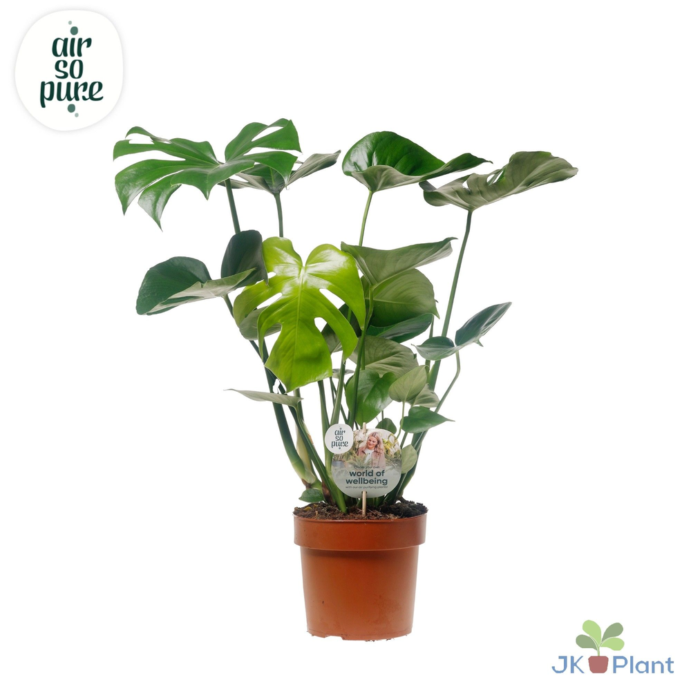 Monstera Deliciosa "Disc etiket Air So Pure" -> le.
