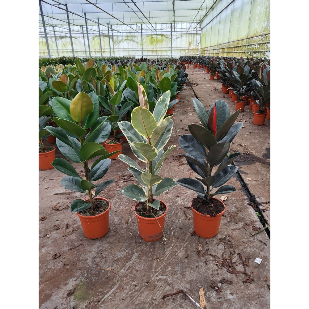 Ficus elastica MIX P21 3 soorten 100cm.