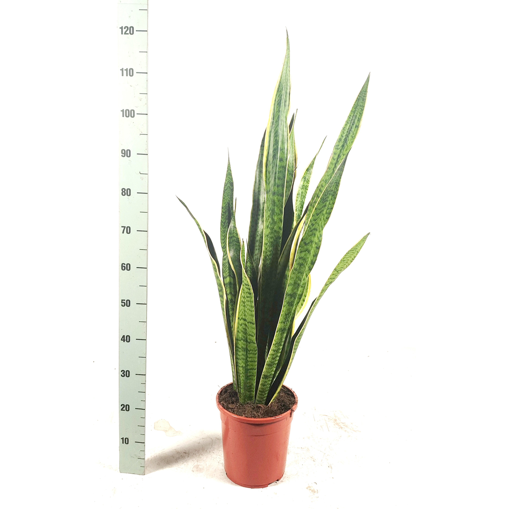 Sansevieria trifasciata 'Laurentii' 115cm.