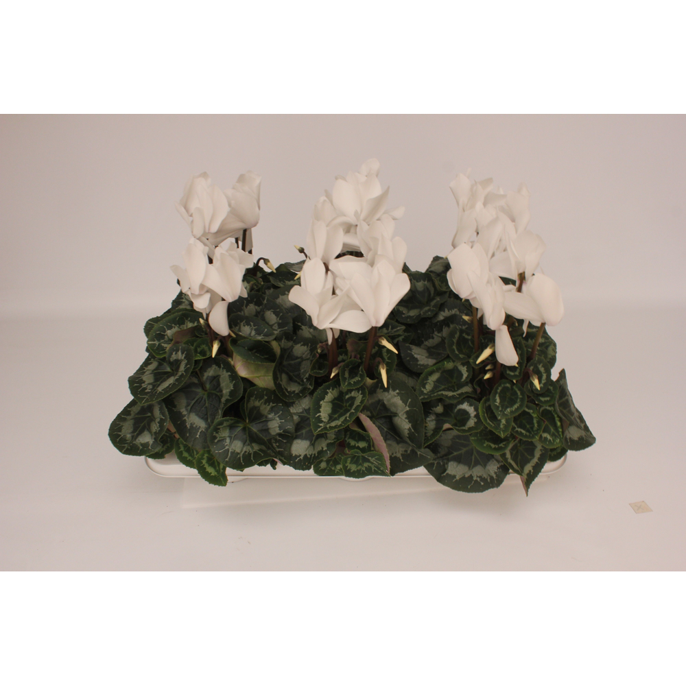 Cyclamen Super Serie Vintro White.