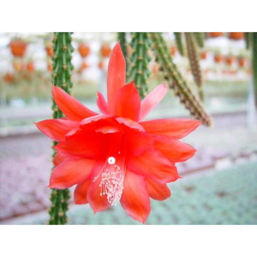 Aporocactus malisonii 2 stuks.
