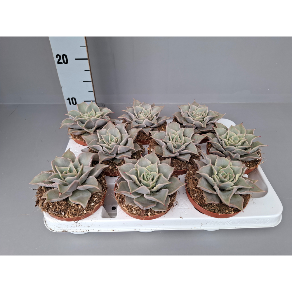 Echeveria Madiba (Maradiba) 11 cm x9.
