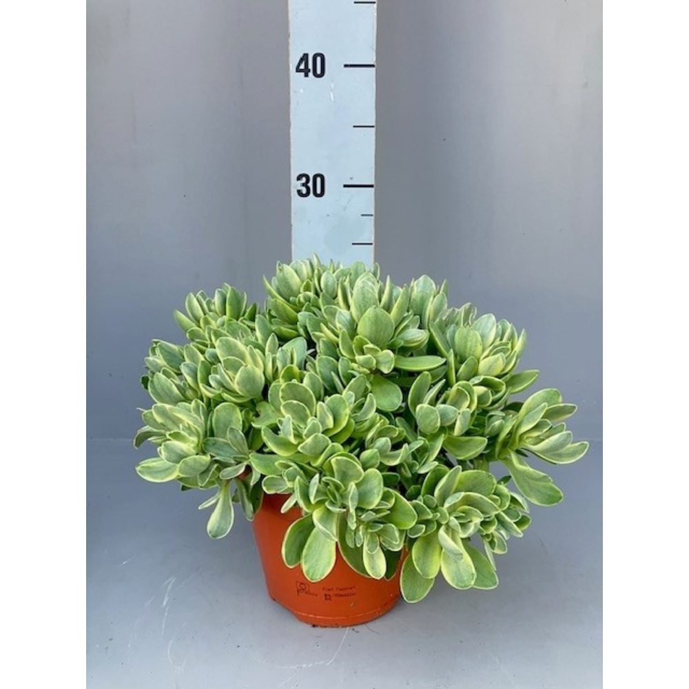 Crassula swaziensis variegata 15 cm x 2.