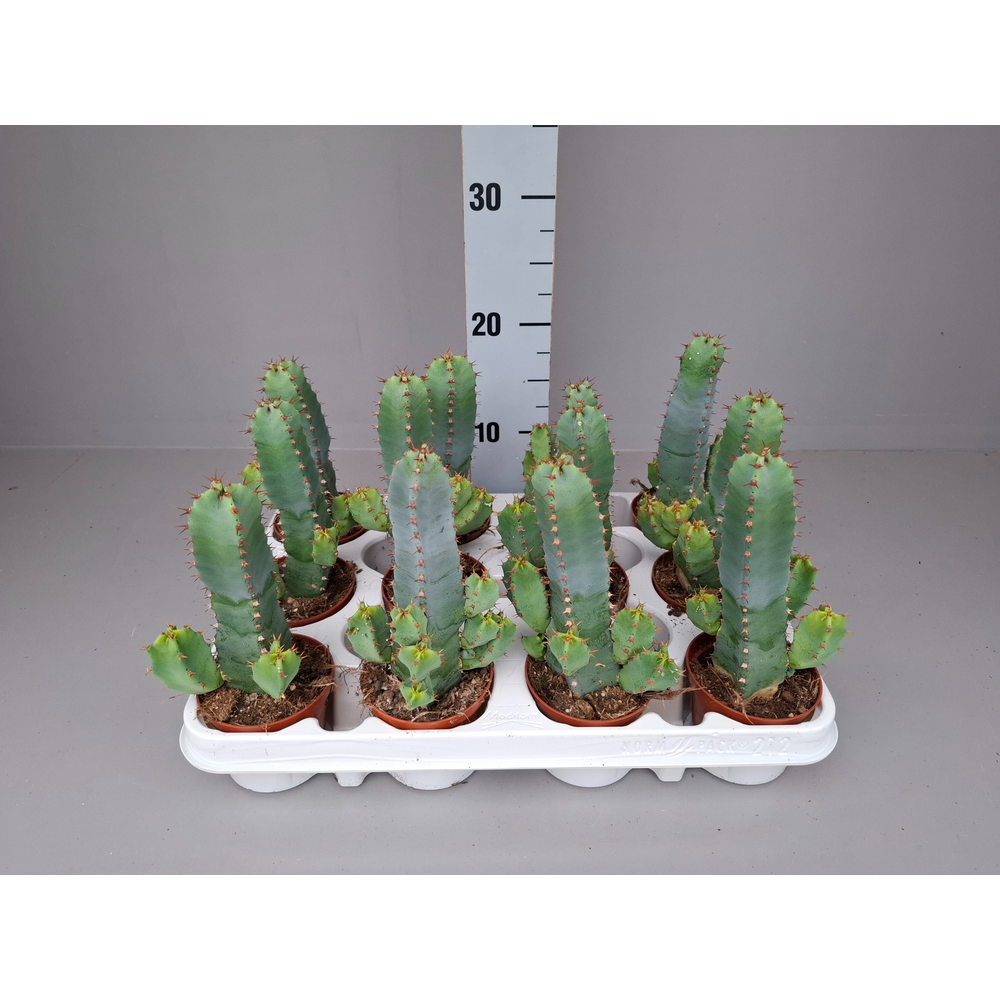Euphorbia resinifera 8,5.