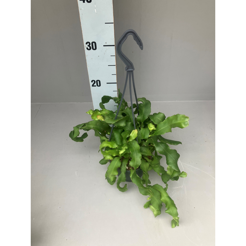 Epi. Guatemalense hangpot 12.