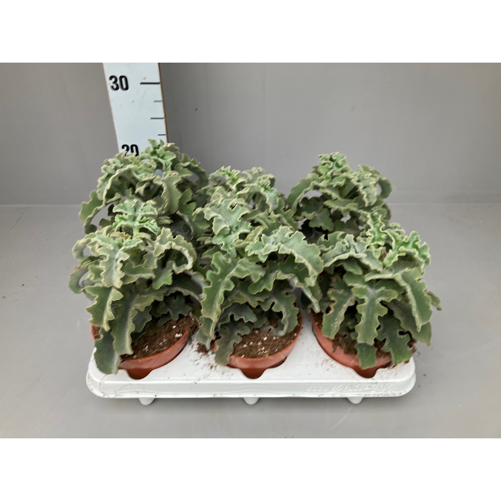 Kalanchoe Maltese Cross 12 cm.
