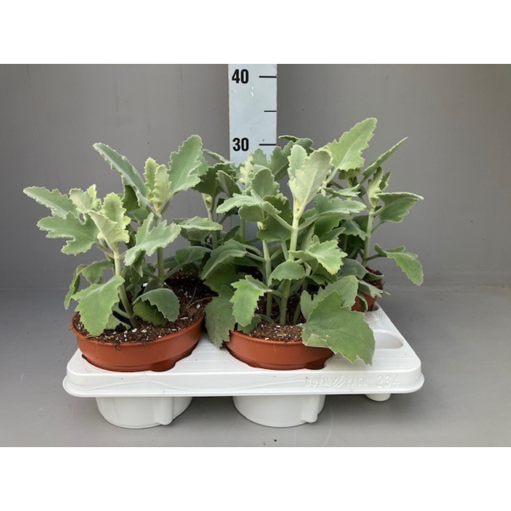 Kalanchoe beharensis oak leaf 15 cm.