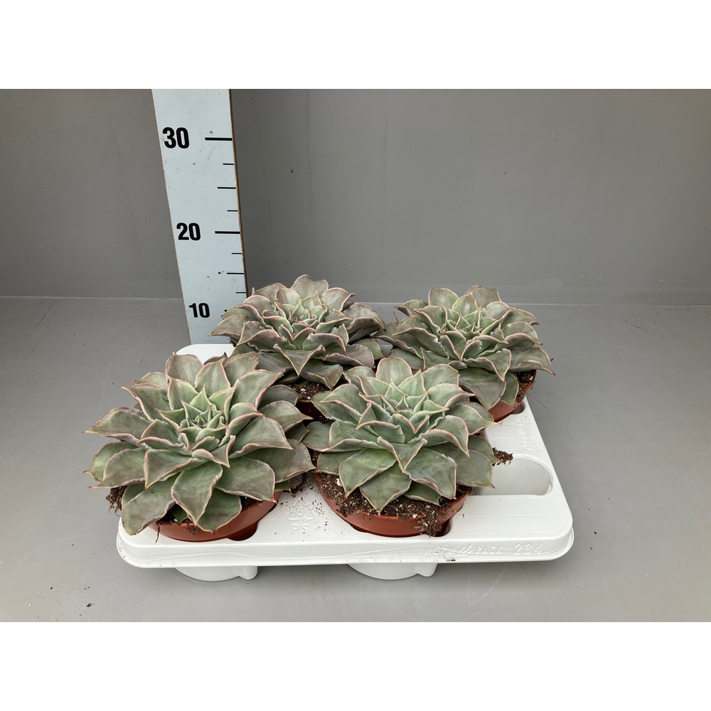 Echeveria Madiba (Maradiba) 15 cm.