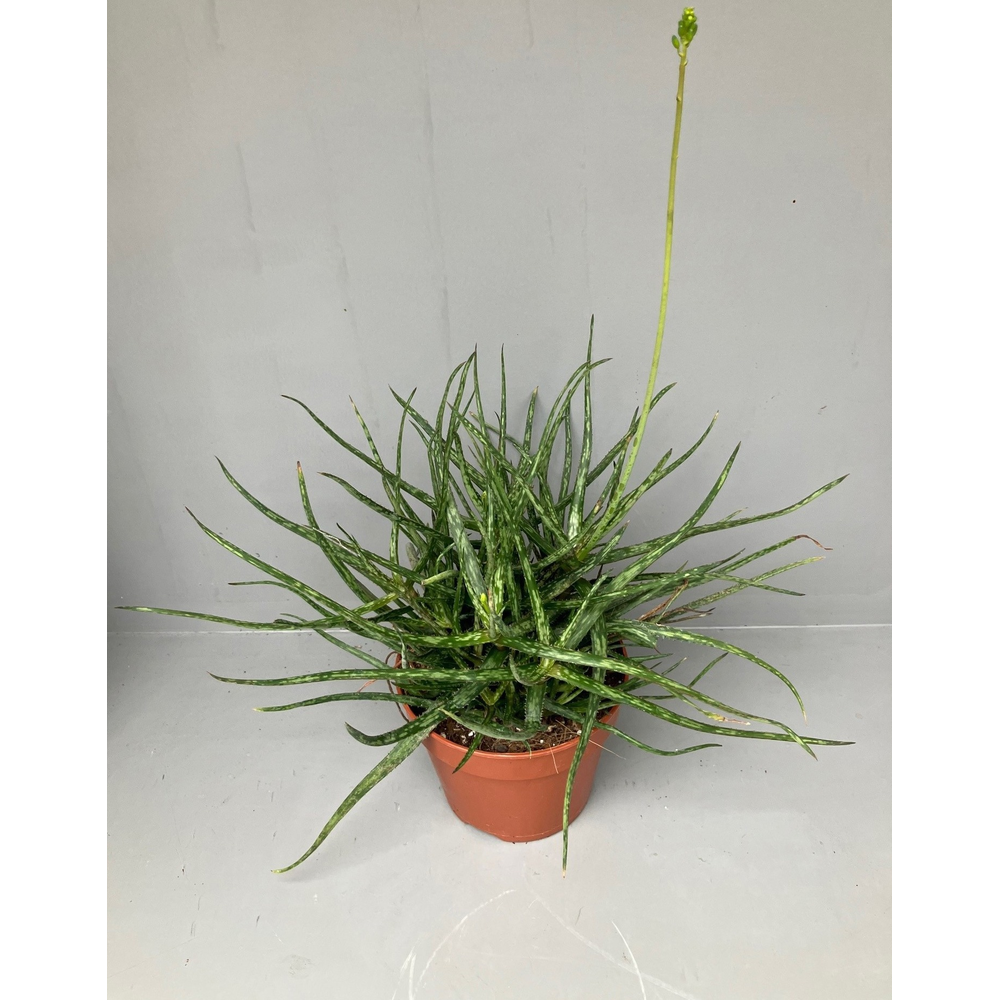 Aloe Bakerii 15 cm.