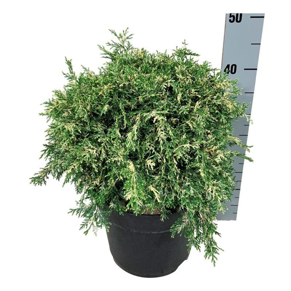 Chamaecyparis l. 'Pearly Swirls' G.A..