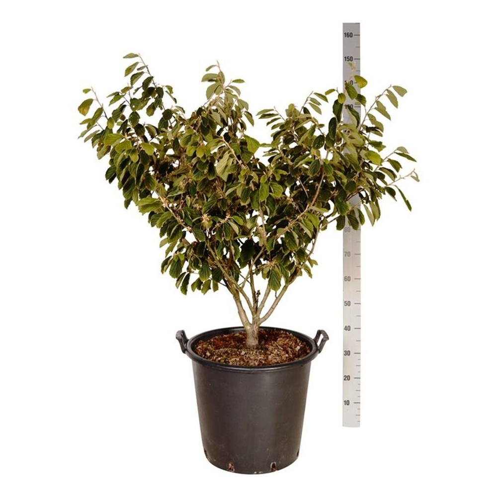 Hamamelis int. 'Arnold Promise'.