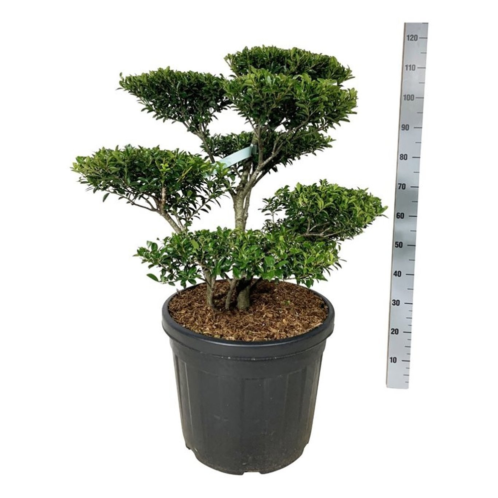 Ilex crenata 'Blondie'.