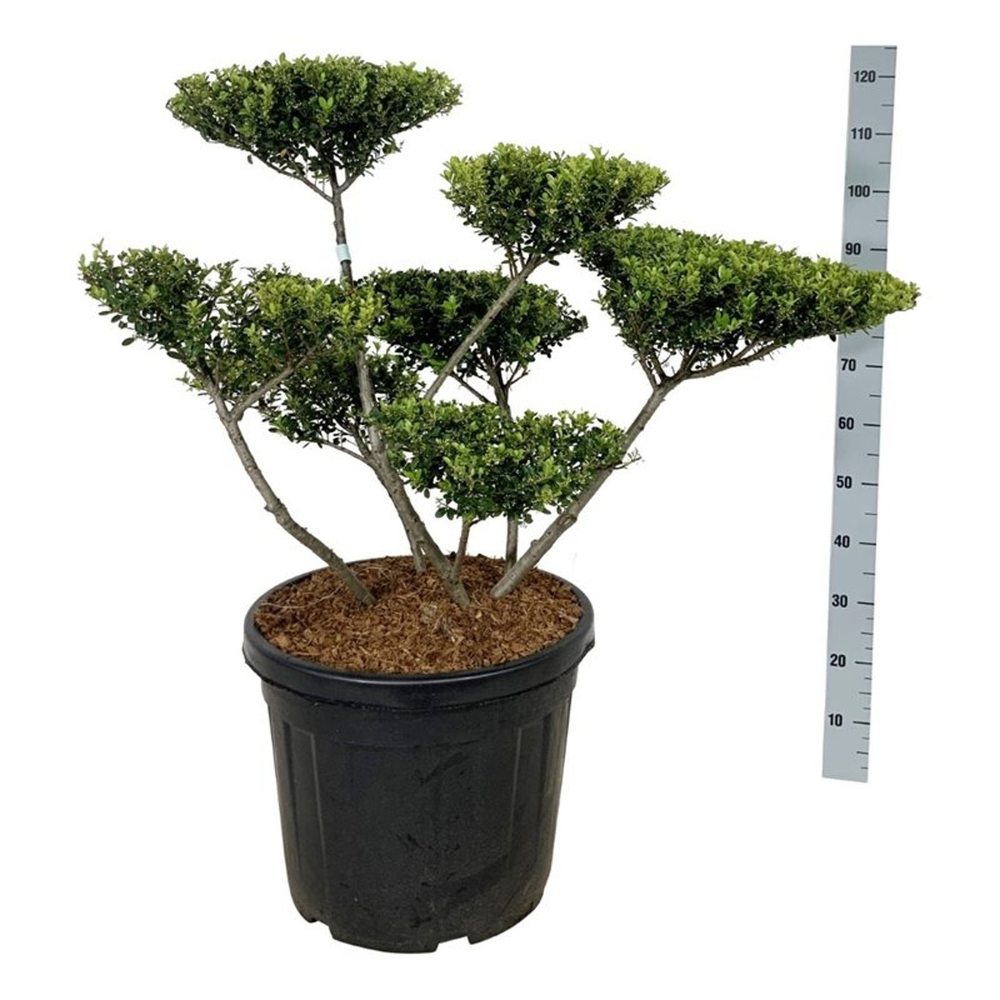 Ilex crenata 'Green Hedge'.