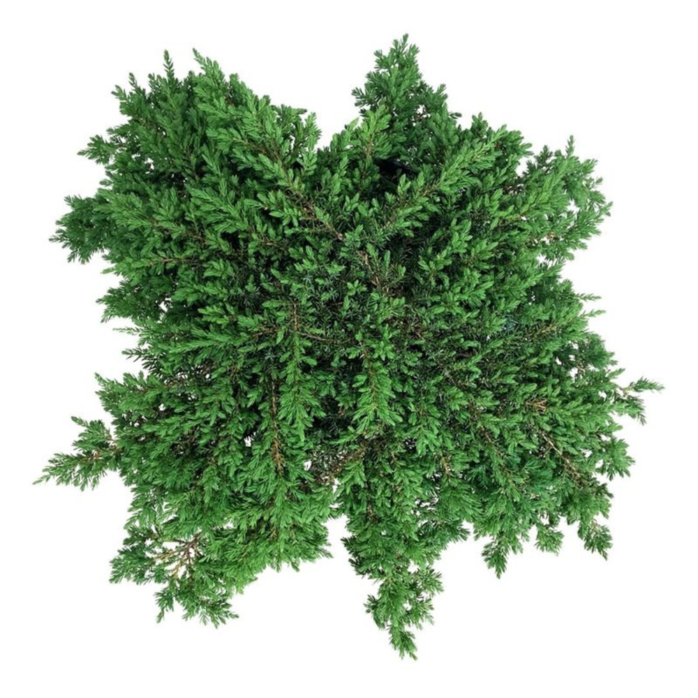 Juniperus comm. 'Green Carpet'.