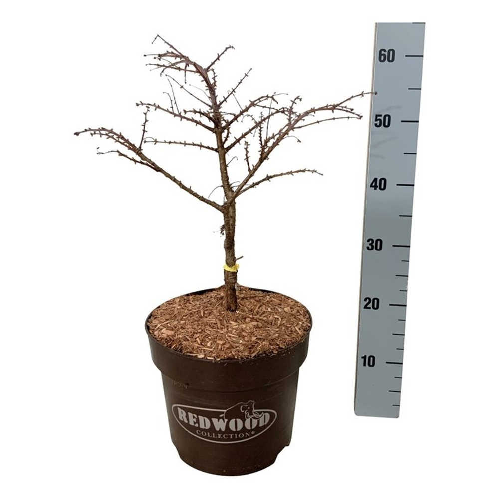 Metasequoia glyp. 'Miss Grace'.