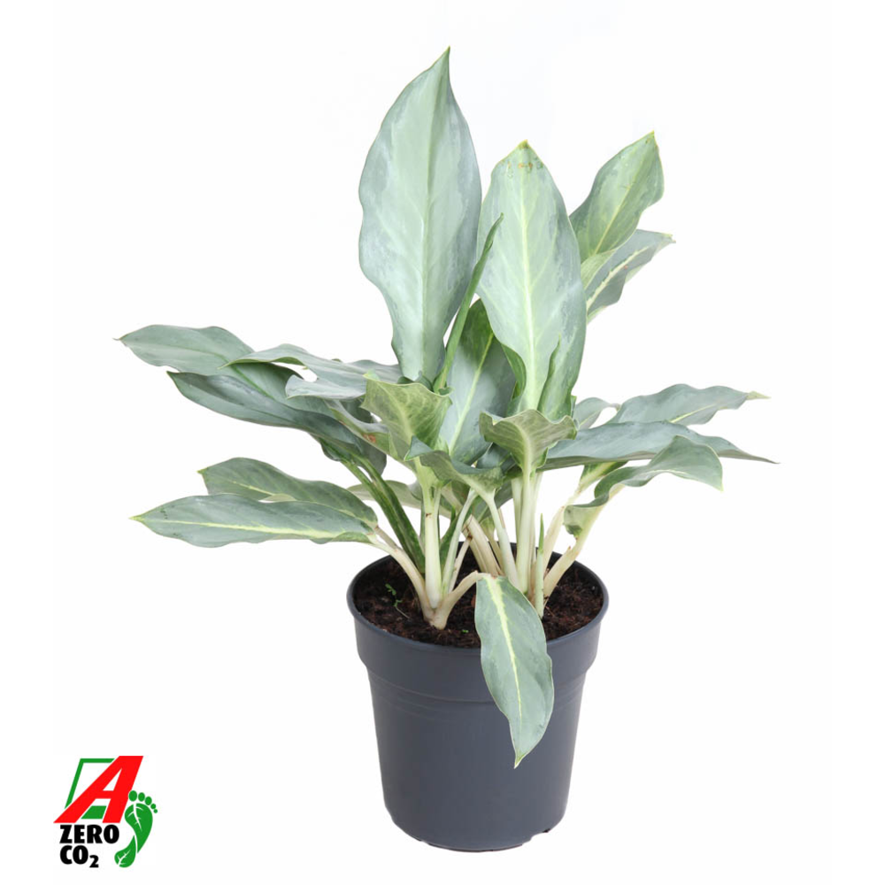 Aglaonema Ghost.