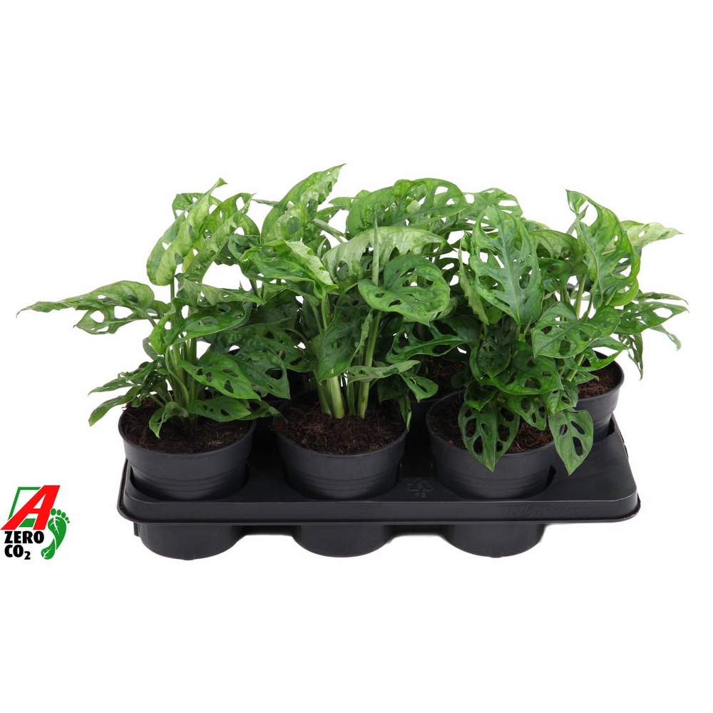 Monstera Adonsonii 4pp.