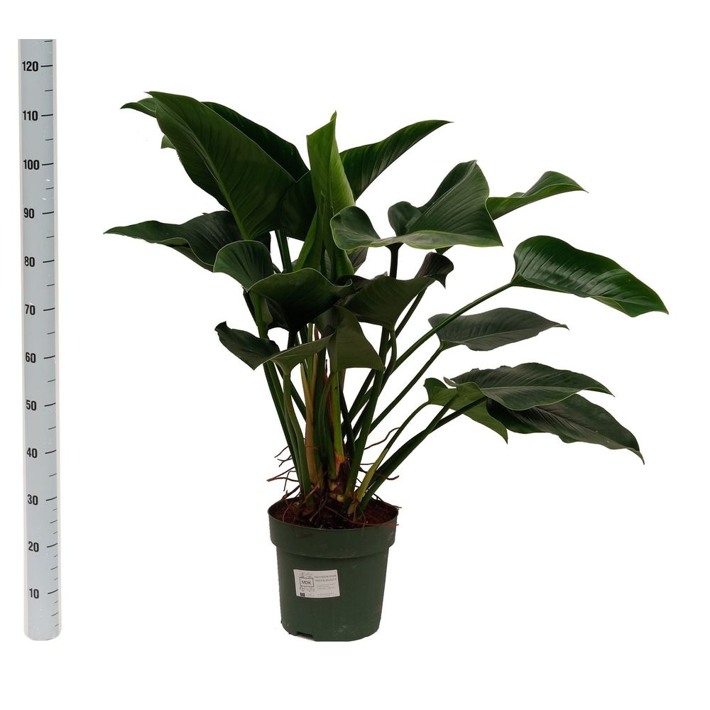 Philodendron Green Beauty (Bark).