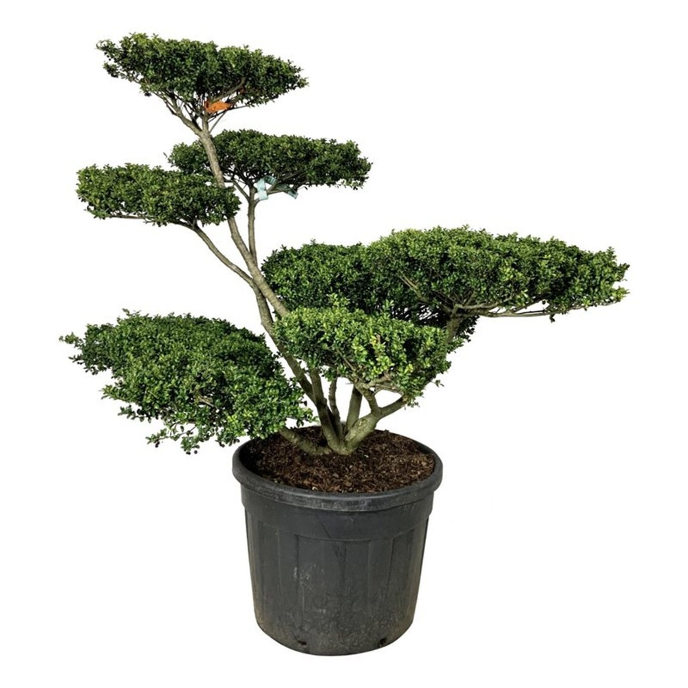 Ilex crenata 'Convexa'.