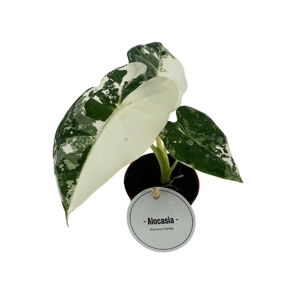 Alocasia Frydek Variegata.