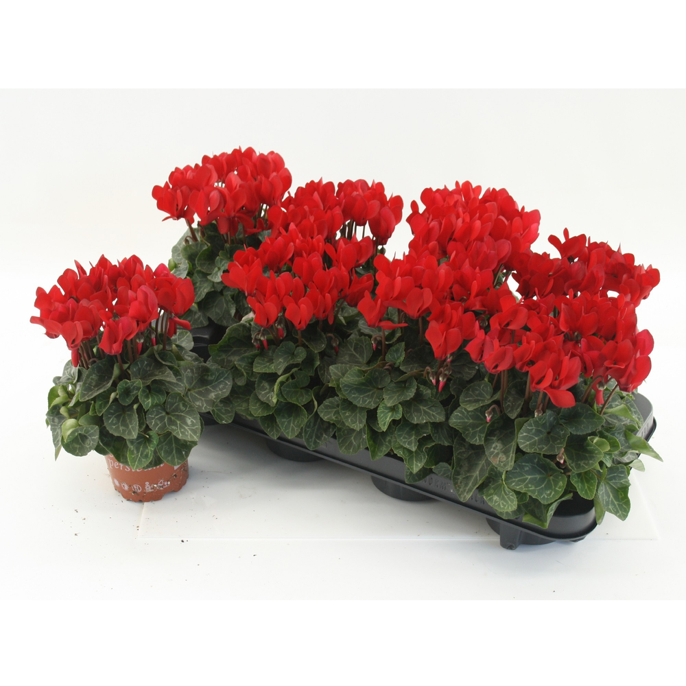 Cyclamen Super Serie Compact red.