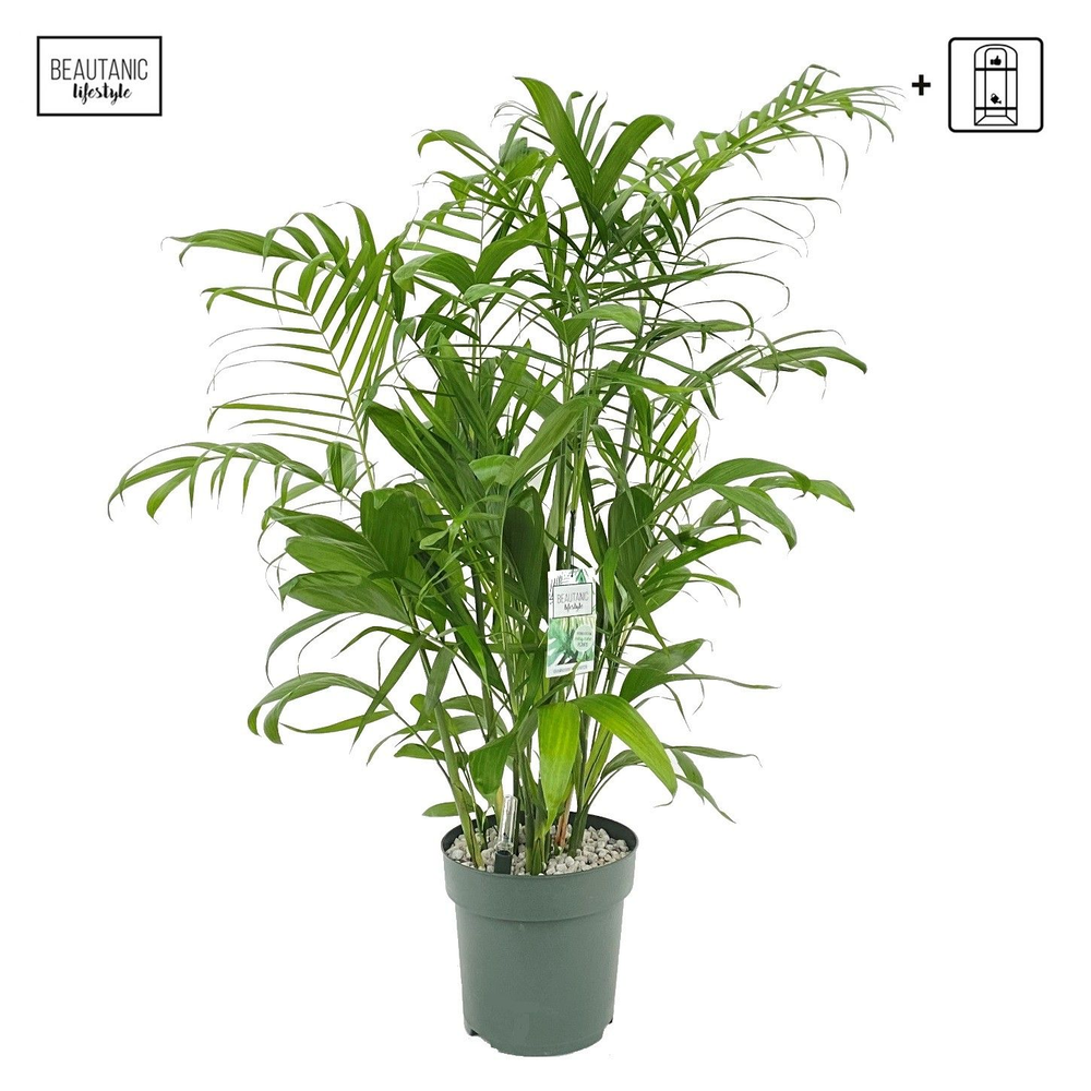 Chamaedorea Seifrizii.