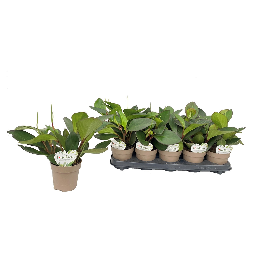 Peperomia Clusiifolia.