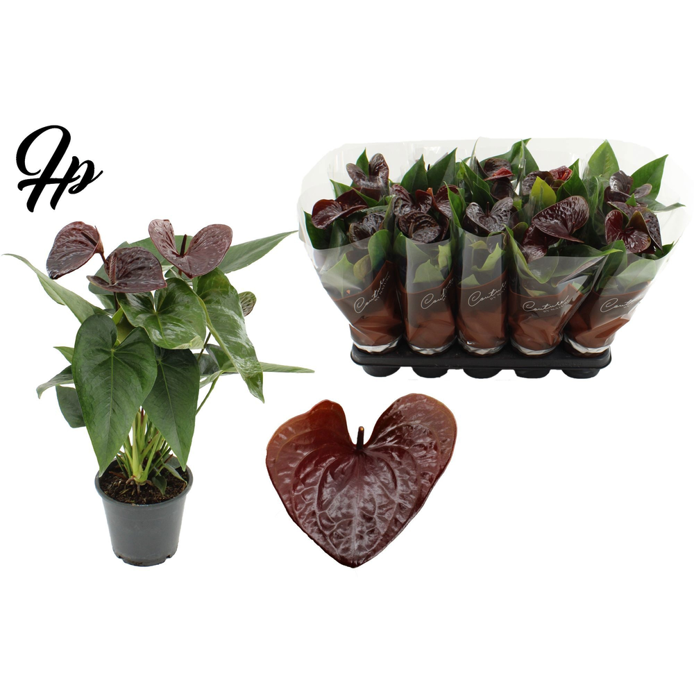 Anthurium 12 cm Essencia in Couture sleeve.