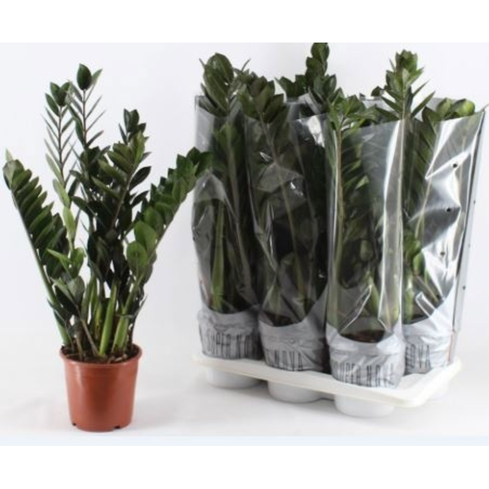 Zamioculcas Super Nova.