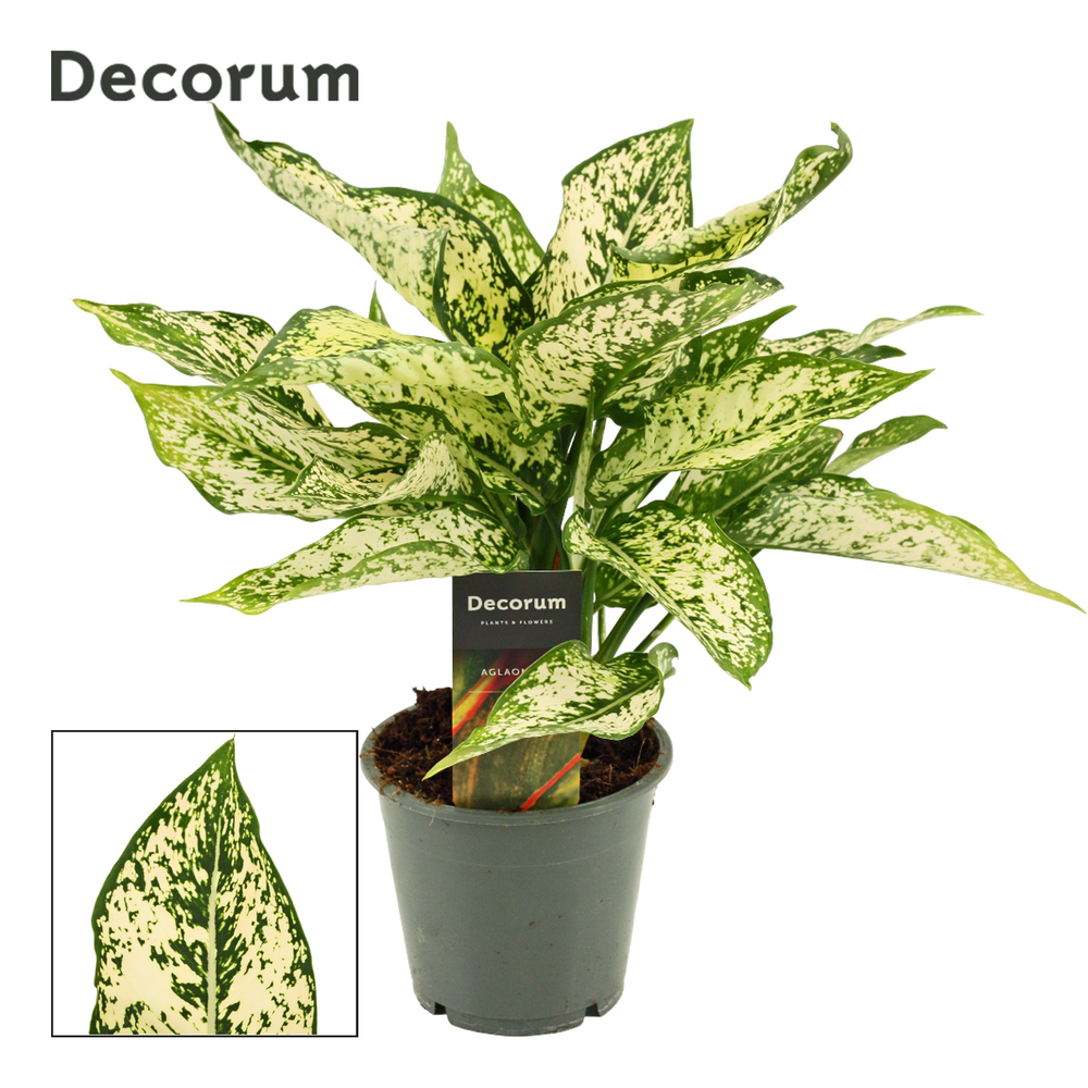 Aglaonema First Diamond 12 cm (Decorum).