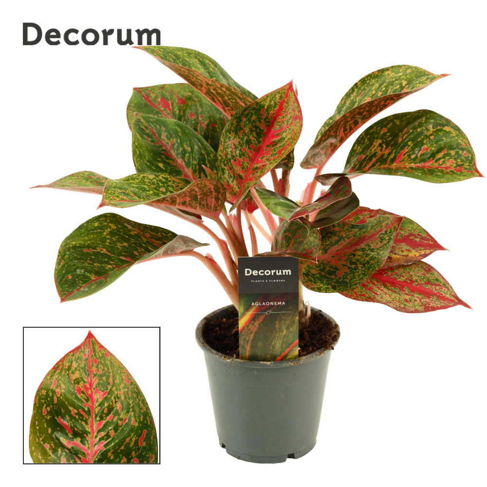Aglaonema Red Happiness 12 cm (Decorum).
