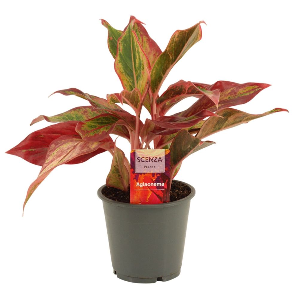 Aglaonema Red Happiness 12 cm (Scenza).