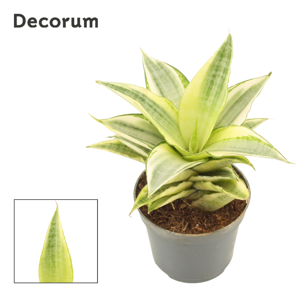 Sansevieria Gabriella Crown 6 cm (Decorum).