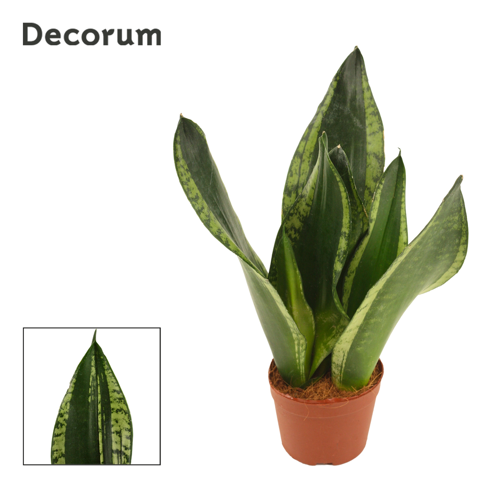 Sansevieria Silver Flame 9 cm (Decorum).
