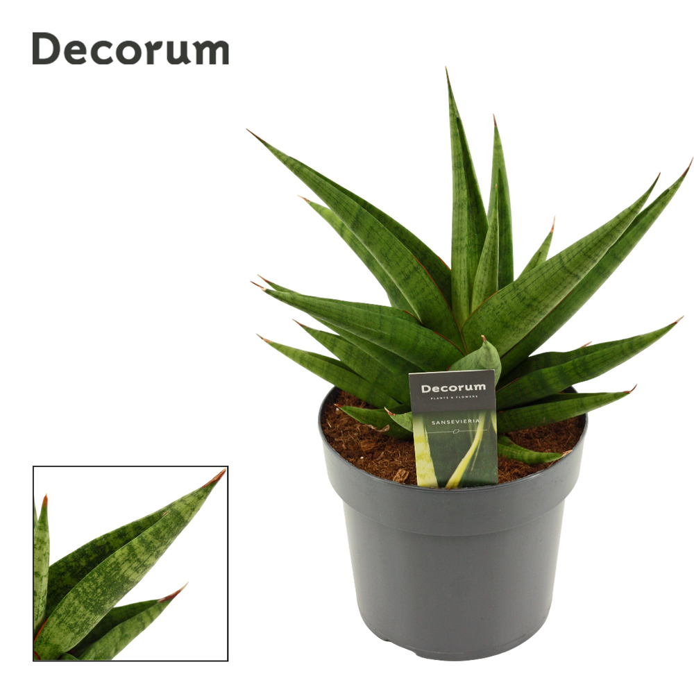 Sansevieria Snow Lotus Crown 17 cm (Decorum).