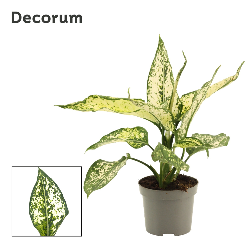Aglaonema White Diamond 9 cm (Decorum).