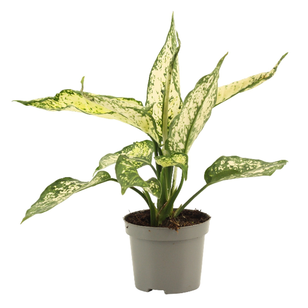 Aglaonema White Diamond 9 cm.