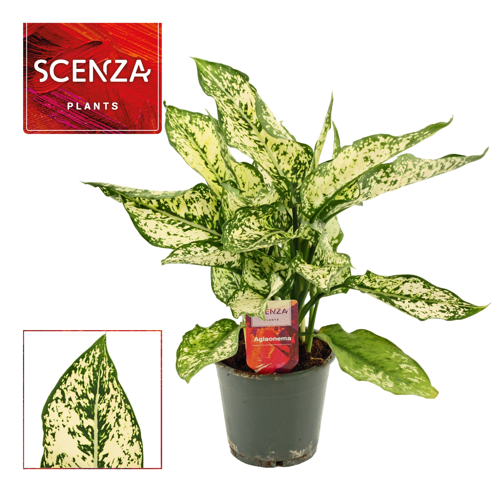 Aglaonema First Diamond 12 cm (Scenza).