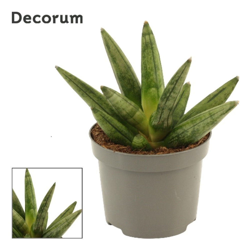 Sansevieria Hedgehog Crown 9 cm (Decorum).