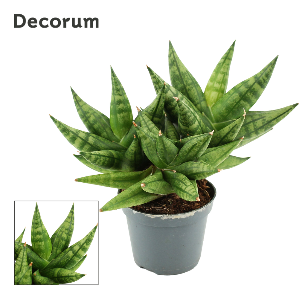 Sansevieria Rocky Crown 6 cm multi (Decorum).