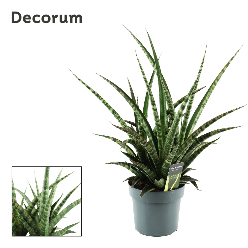 Sansevieria Tiger Crown 17 cm (Decorum).