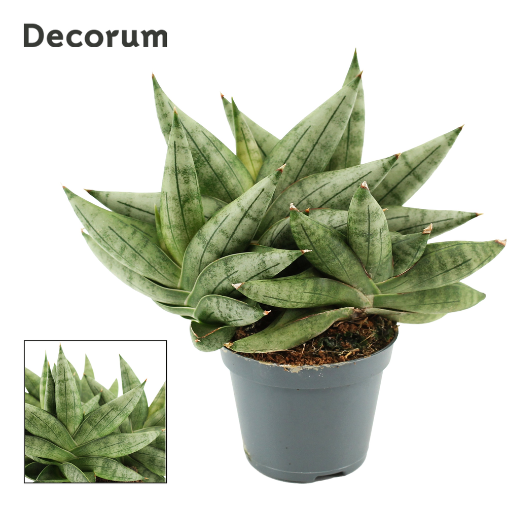 Sansevieria Artistic Fan 6 cm Multi (Decorum).