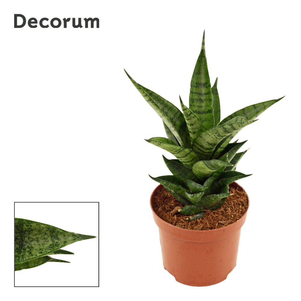 Sansevieria Brilliant Crown 9 cm (Decorum).