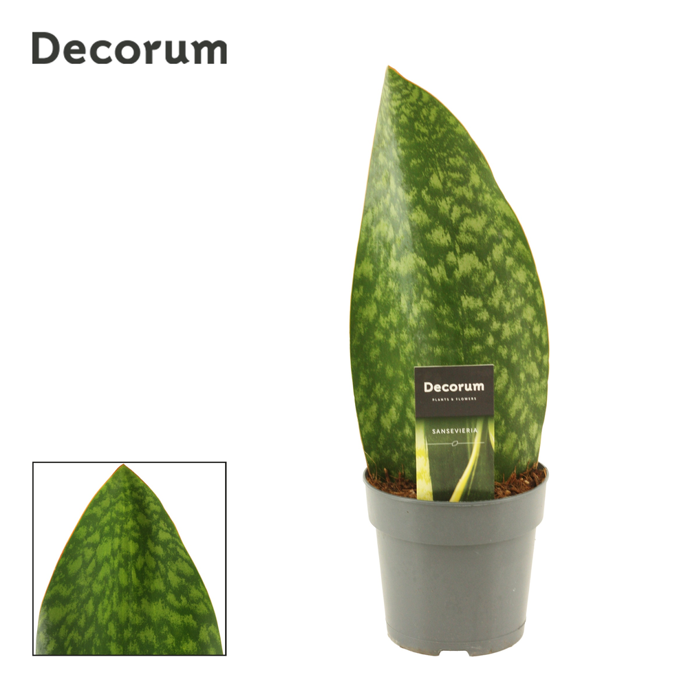 Sansevieria Masoniana 12 cm Green (Decorum).