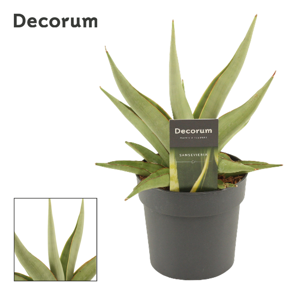 Sansevieria Platinum Crown 12 cm (Decorum).