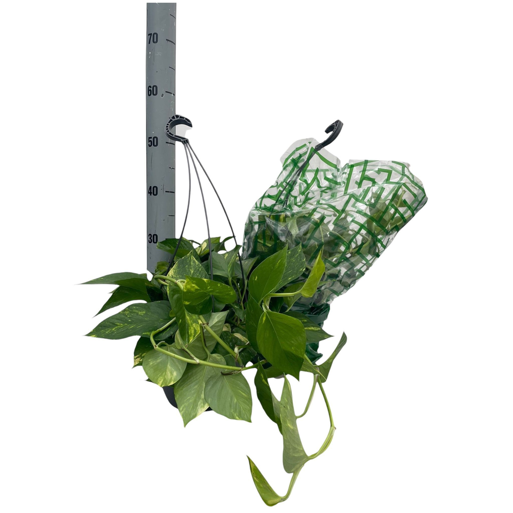 Scindapsus Aureus P20 Basket.