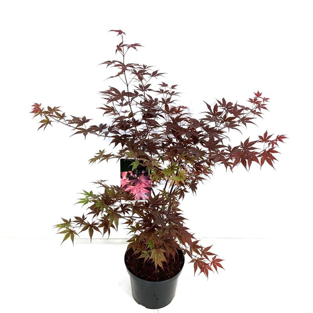 Acer pal. 'Bloodgood'.