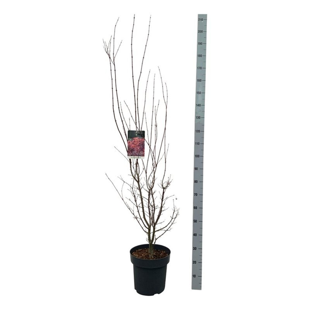 Acer pal. 'Skeeter's Broom'.